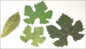 Paper Doilies - French Leaves (Spring Vine)