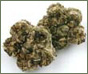 Jasmine Golden Flower Tea