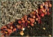 Tea of the Month Club - 12 Shipments (Monthly)