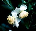 camellia sinensis tea plant