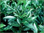 loose leaf tea