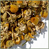 Egyptian Chamomile Tea
